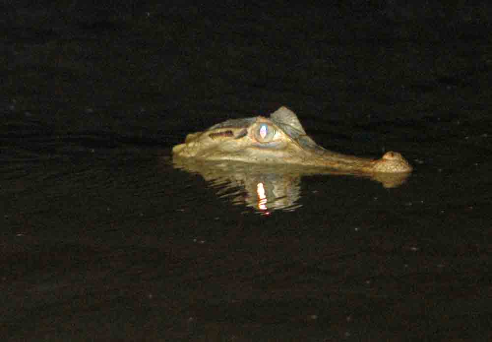 Caiman - Puerto Maldonado - Perú 3.jpg